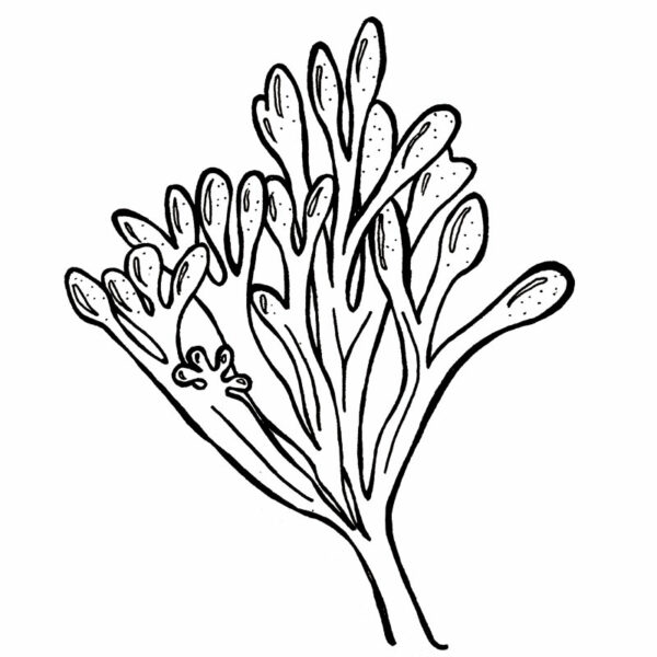 Såpestykke - Bilde 5