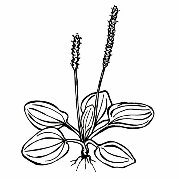 Såpestykke - Bilde 3
